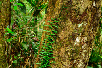 rainforest scenes along the Jum Rum Creek walking trail in Kuranda, Queensland, Australia