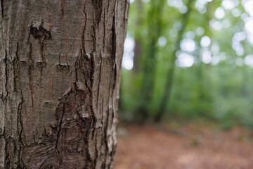 Close-up of tree bark texture in forest nature background