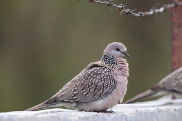 Spotted dove or eastern spotted dove (Spilopelia chinensis suratensis) in North India.