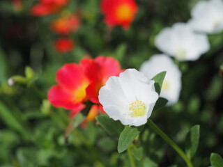 白いポーチュラカ