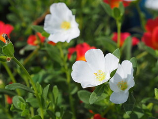 白いポーチュラカ