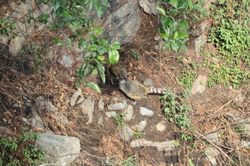 Cheer pheasant (Catreus wallichii), also known as Wallich's pheasant or chir pheasant, is a vulnerable species of the pheasant family, Phasianidae. 