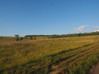 Obraz premium landscape with a tree