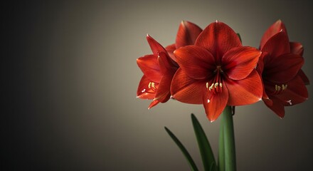 Close up of a red amaryllis flower in bloom with warm backlit glow, symbolizing beauty and growth, for garden and floral design.