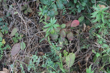 hand picking up grass