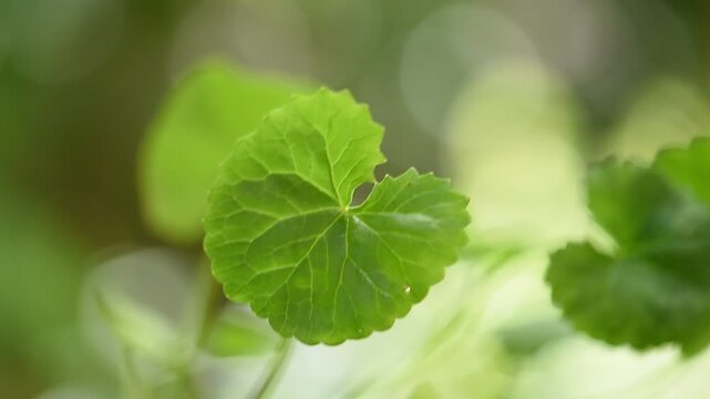 Centella asiatica or Gotu kola green leaves on natural background.