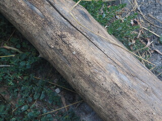 Fototapeta premium tree trunk in the forest