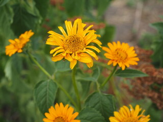 yellow flowers in the garden