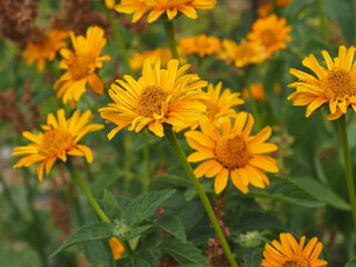 field of yellow flowers