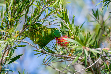 Scaly-breated Lorikeet feeding in a tree