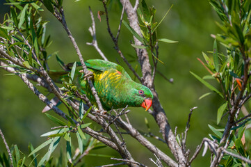 Scaly-breated Lorikeet feeding in a tree