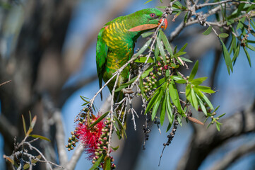 Scaly-breated Lorikeet feeding in a tree