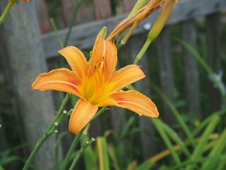 orange lily flower