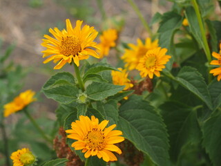sunflowers in the field