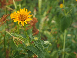 sunflower in the field