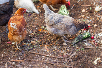 Chickens Foraging in Dirt with Food Scraps