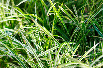 Green and White Striped Grass