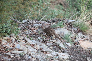 Cheer pheasant (Catreus wallichii), also known as Wallich's pheasant or chir pheasant, is a vulnerable species of the pheasant family, Phasianidae. 