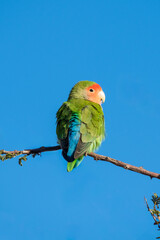 Back plumage of a Rosy-faced lovebird