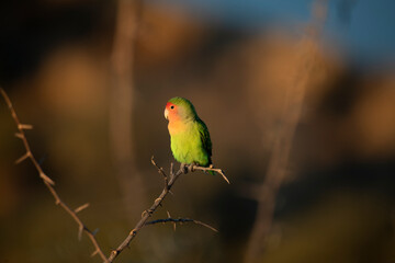 Portrait of a Rosy-faced lovebird in sunset hues