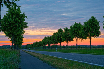 Even roadway bordered by uniform saplings under rosy sky at sunset