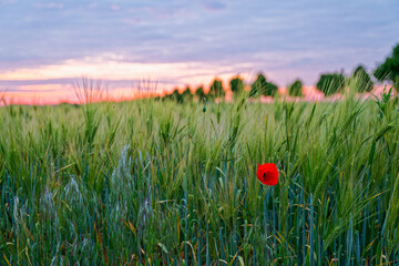 Green wheat field with one red poppy and violet sunset