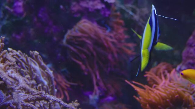 Close up of a blue Angelfish floating slowly underwater beside reef