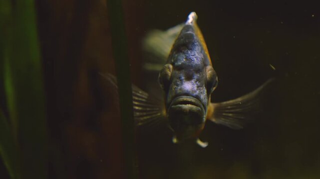 Close up of an orange cichlid fish slowly floating underwater beside water plants.