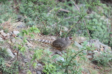 Cheer pheasant (Catreus wallichii), also known as Wallich's pheasant or chir pheasant, is a vulnerable species of the pheasant family, Phasianidae. 