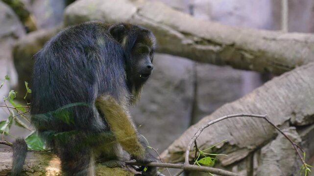 Close up of a howler monkey eating leaves from a tree branch on a cloudy spring day
