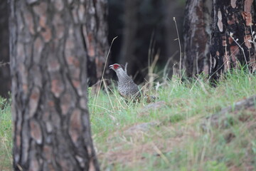 Cheer pheasant (Catreus wallichii), also known as Wallich's pheasant or chir pheasant, is a vulnerable species of the pheasant family, Phasianidae. 