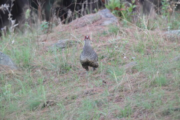 Cheer pheasant (Catreus wallichii), also known as Wallich's pheasant or chir pheasant, is a vulnerable species of the pheasant family, Phasianidae. 