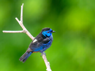 Opal-rumped Tanager perched on branch