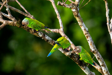 Dusky-headed Parakeets Perched on Branch