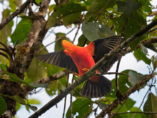 Andean Cock-of-the-rock Perched in Forest