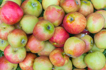 Vibrant Top View of Yellow-Orange Apples Background