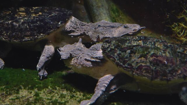 Close up of two mata mata turtles resting beside each other underwater