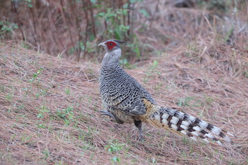 Cheer pheasant (Catreus wallichii), also known as Wallich's pheasant or chir pheasant, is a vulnerable species of the pheasant family, Phasianidae. 