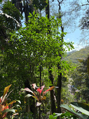 Fototapeta premium Jungle landscape with mountains in the background