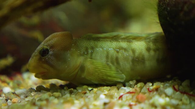 Close up of a gobi fish resting underwater on the sea bed in a river
