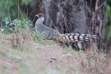Cheer pheasant (Catreus wallichii), also known as Wallich's pheasant or chir pheasant, is a vulnerable species of the pheasant family, Phasianidae. 