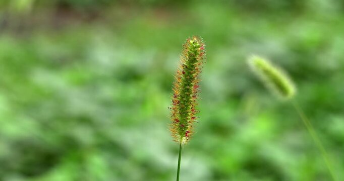 Macro - Setaria Pumila in a field