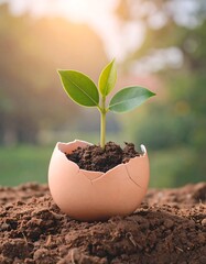 Sprout in cracked egg shell on soil
