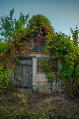 An old, small brick building with a faded wooden door and window, completely overgrown by a mix of lush green and vibrant red autumn vines under a clear sky.