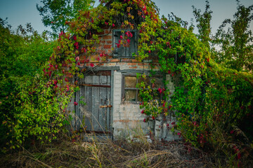 The facade of a forgotten brick outbuilding, covered in a tapestry of autumn vines with striking red and green leaves, with a weathered wooden door and attic hatch.
