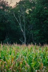 A field of green corn stalks with golden tassels stands in front of a dense, dark green forest, featuring a single dead tree with bare branches reaching toward the sky.