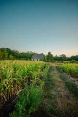 A worn path runs between two rows of tall corn stalks, leading to an abandoned white brick house with a dark roof and a few trees in the distance.