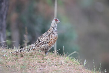 Cheer pheasant (Catreus wallichii), also known as Wallich's pheasant or chir pheasant, is a vulnerable species of the pheasant family, Phasianidae. 