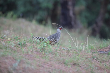 Cheer pheasant (Catreus wallichii), also known as Wallich's pheasant or chir pheasant, is a vulnerable species of the pheasant family, Phasianidae. 