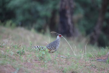 Cheer pheasant (Catreus wallichii), also known as Wallich's pheasant or chir pheasant, is a vulnerable species of the pheasant family, Phasianidae. 